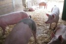 Besuch auf einem Mastschweinebetrieb