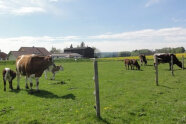 Kuh mit Kälbern auf der Weide