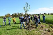 Personen pflanzen mit einen Baum