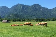 Landschaft mit Kühen im Alpenvorland