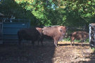 Bisonherde